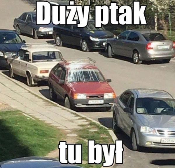 Duży ptak tu był