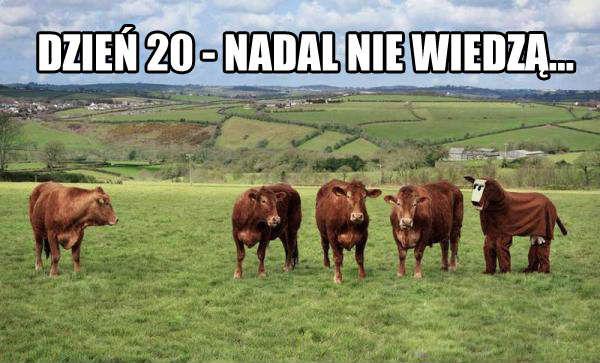 Dzień 20 - nadal nie wiedzą