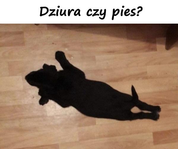 Dziura czy pies