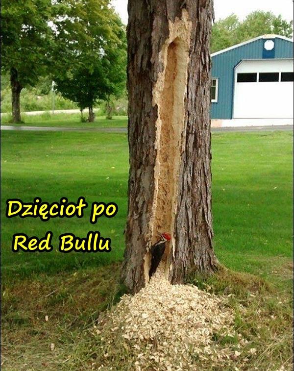 Dzięcioł po Red Bullu