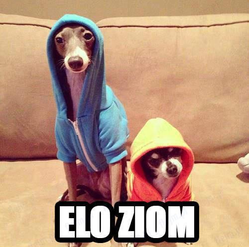 Elo ziom