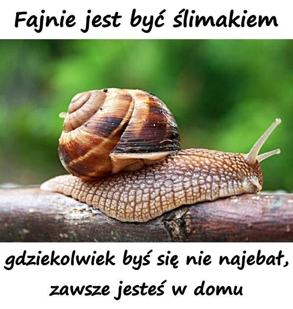 Fajnie jest być ślimakiem, gdziekolwiek byś się nie