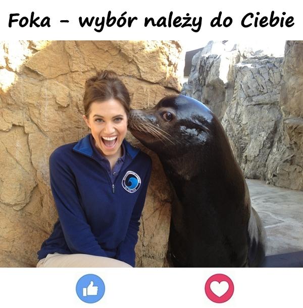 Foka - wybór należy do Ciebie