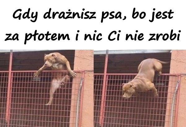 Gdy drażnisz psa, bo jest za płotem i nic Ci nie zrobi