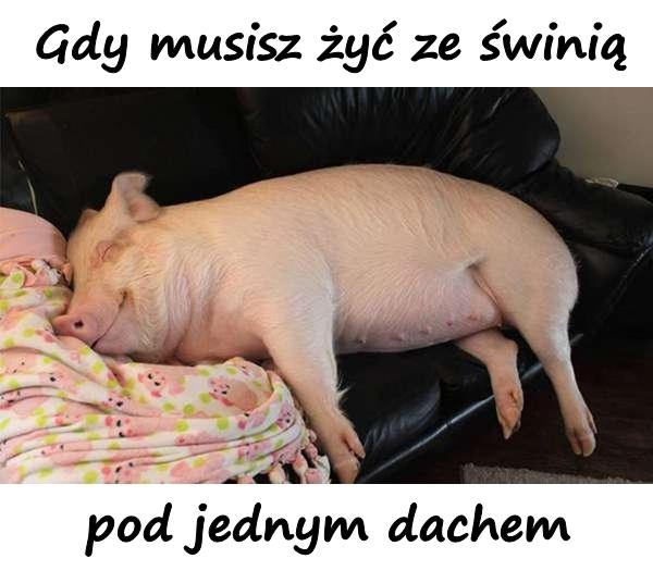 Gdy musisz żyć ze świnią pod jednym dachem