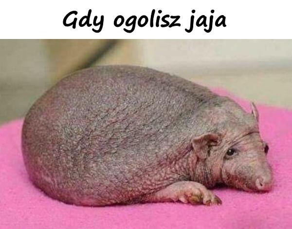 Gdy ogolisz jądra