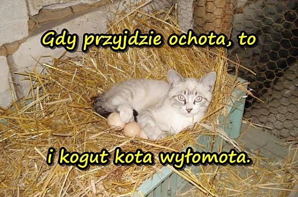 Gdy przyjdzie ochota, to i kogut kota wyłomota