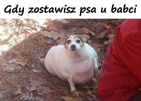 Gdy zostawisz psa u babci