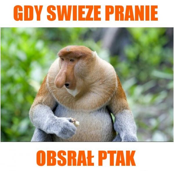 Gdy świeże pranie osrał ptak