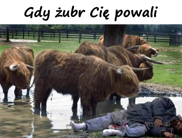 Gdy żubr Cię powali