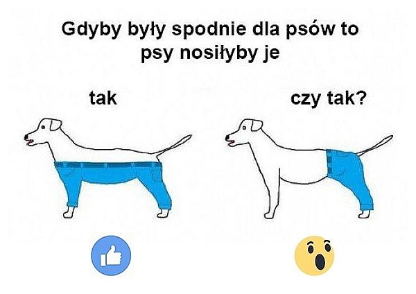 Gdyby były spodnie dla psów to nosiłyby je na 4 łapach czy