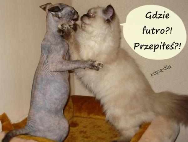 Gdzie futro?! Przepiłeś