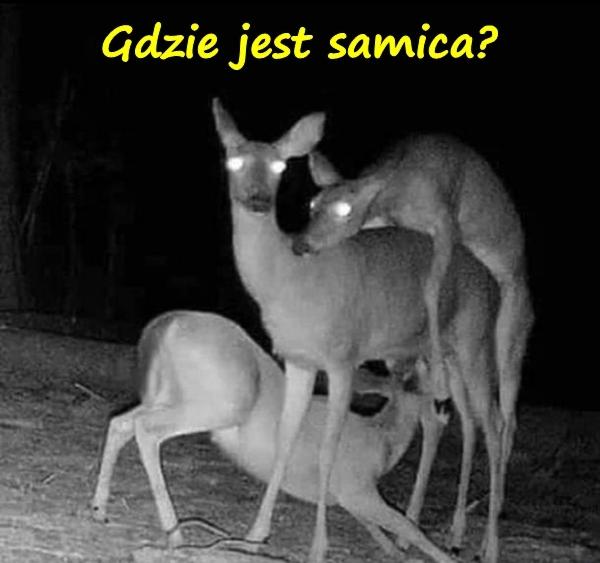 Gdzie jest samica