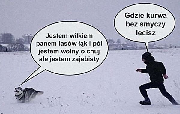 - Gdzie kurrwa bez smyczy lecisz - Jestem wilkiem, panem