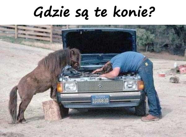 Gdzie są te konie