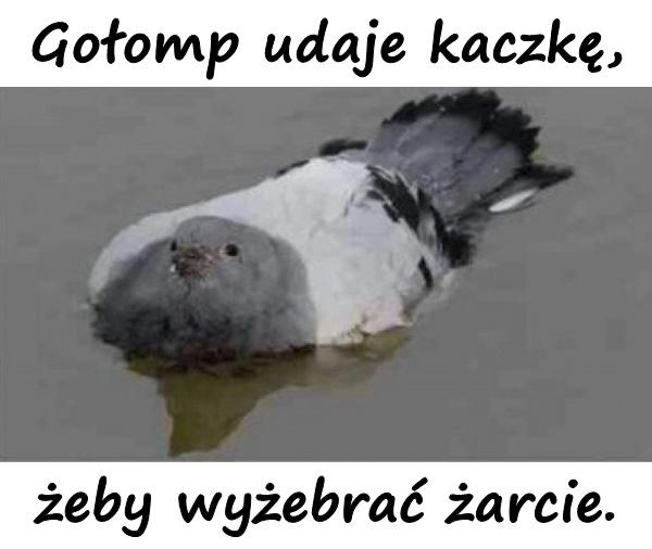 Gołomp udaje kaczkę, żeby wyżebrać żarcie