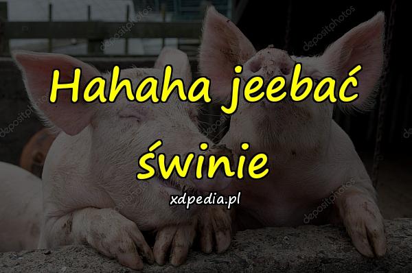 Hahaha jeebać świnie