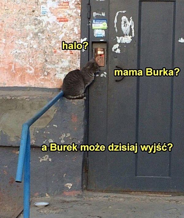 Halo. Mama Burka? A Burek może dzisiaj wyjść