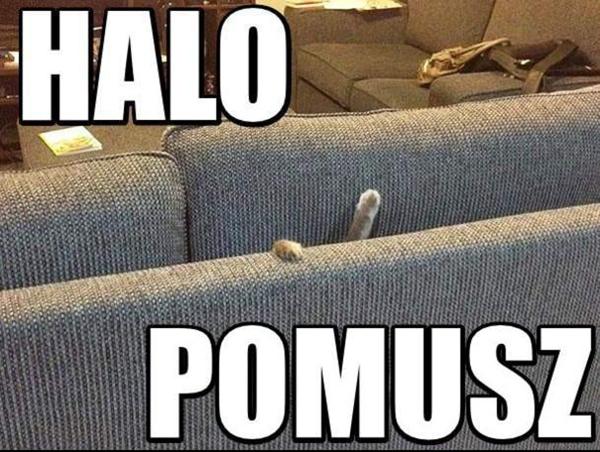 Halo pomusz