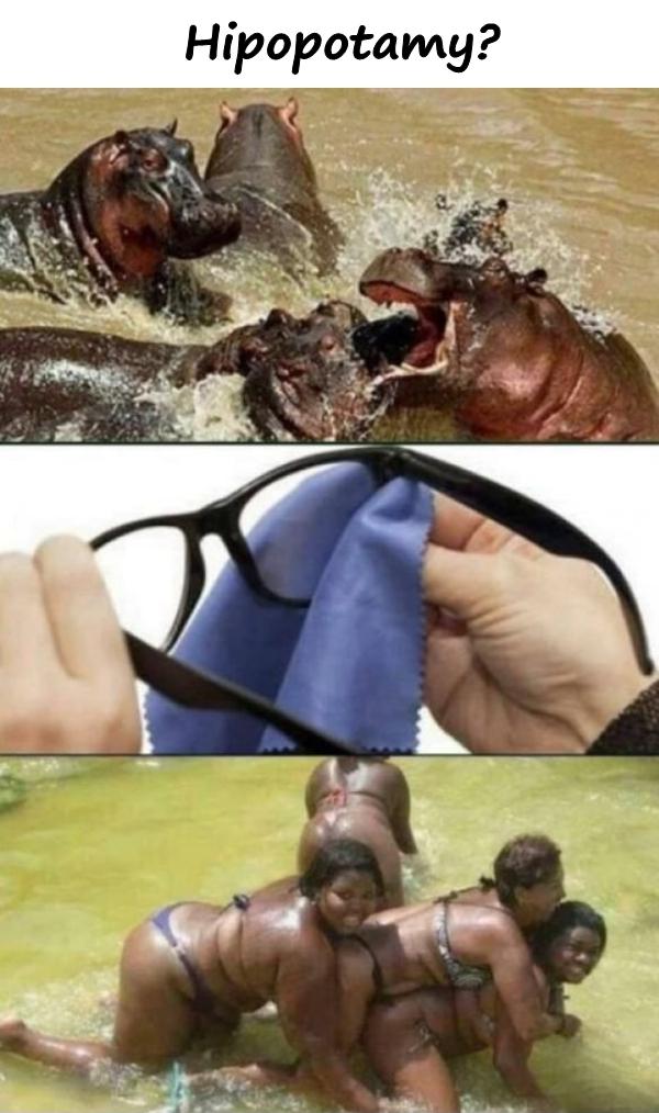 Hipopotamy