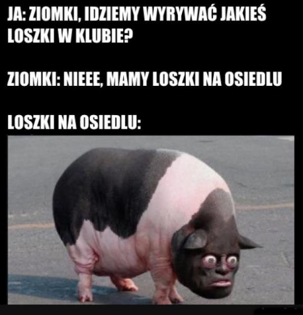 Idziemy wyrwać jakieś loszki w klubie