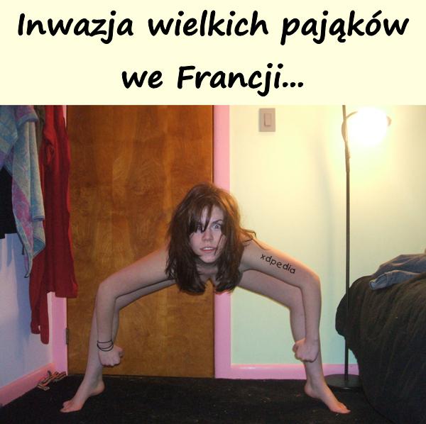 Inwazja wielkich pająków we Francji