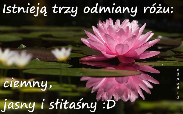 Istnieją trzy odmiany różu: ciemny, jasny i słitaśny :D