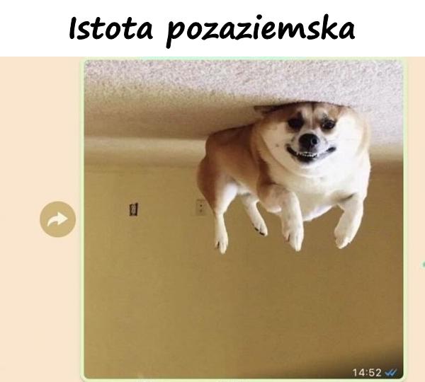 Istota pozaziemska