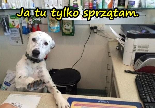 Ja tu tylko sprzątam