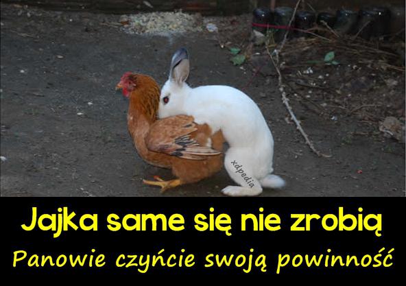 Jajka same się nie zrobią... Panowie czyńcie swoją