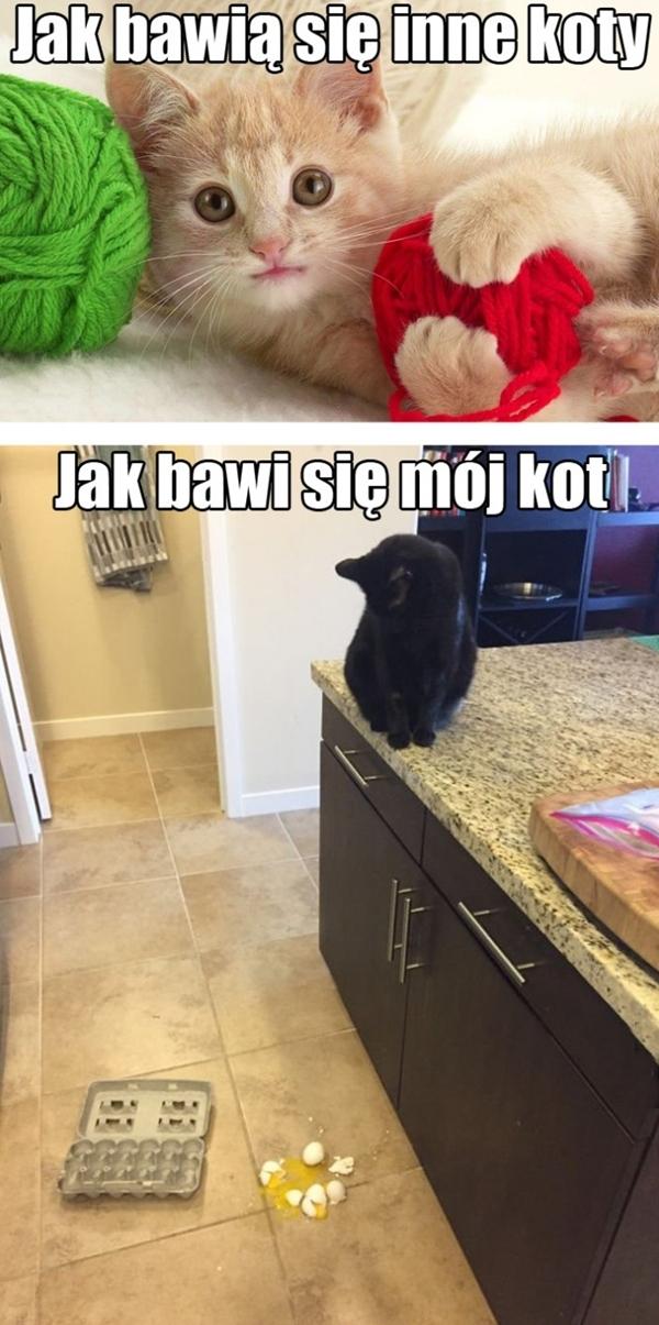 Jak bawią się inne koty i jak bawi się mój kot