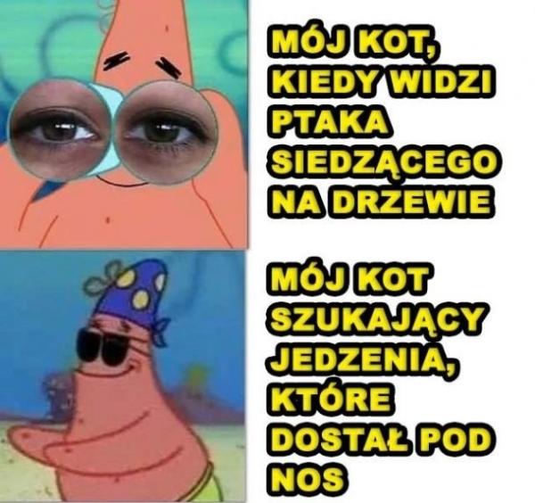 Jak kot widzi jedzenie, kiedy jest to ptak na drzewie, a