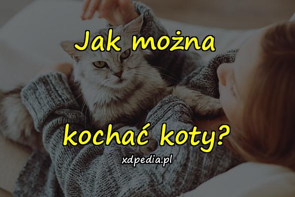 Jak można kochać koty