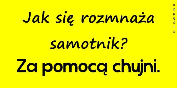 Jak się rozmnaża samotnik? Za pomocą chujni