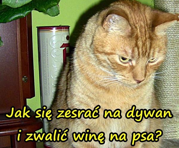 Jak się zesrać na dywan i zwalić winę na psa