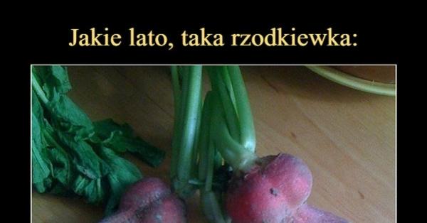 Jakie lato taka rzodkiewka