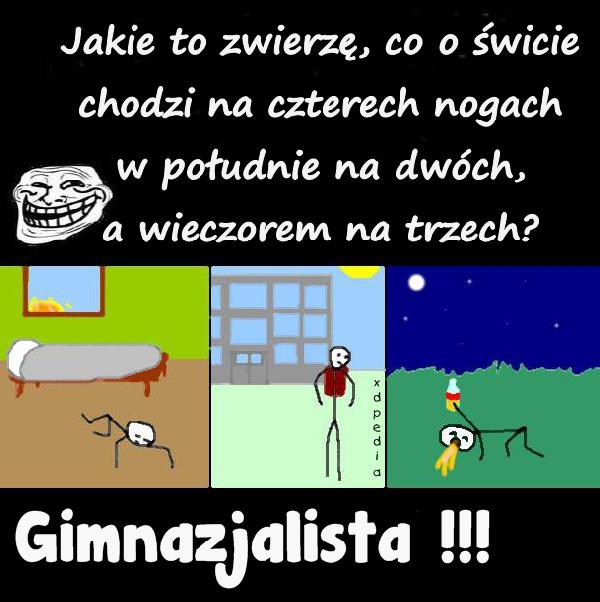 Jakie to zwierzę, co o świcie chodzi na czterech nogach w