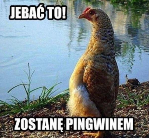 Jebać to zostanę pingwinem