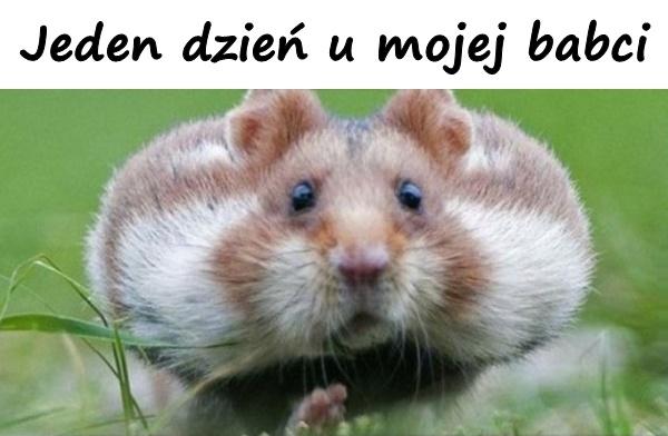 Jeden dzień u mojej babci