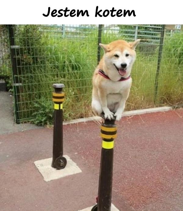 Jestem kotem