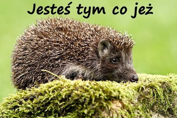 Jesteś tym co jeż