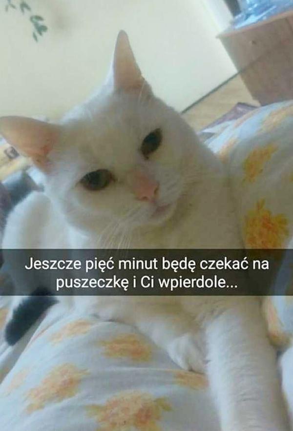 Jeszcze pięć minut będę czekać na puszeczkę i Ci