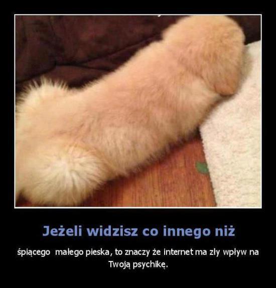 Jeżeli widzisz coś innego niż śpiącego małego pieska, to