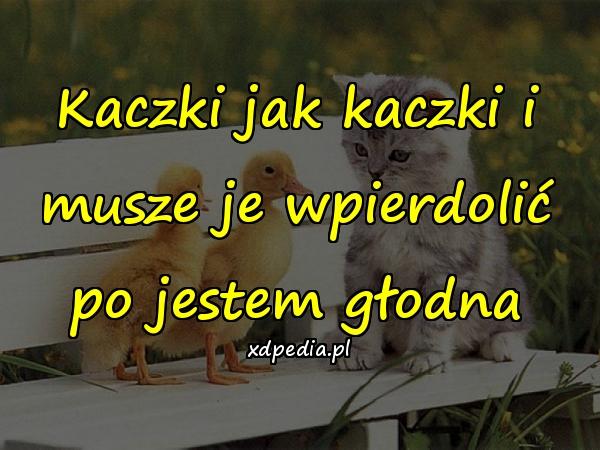 Kaczki jak kaczki i musze je wpierdolić po jestem głodna