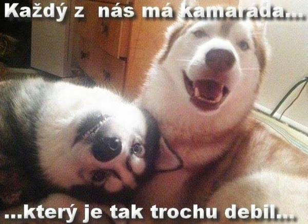 Każdy z nas ma kamarada.... który je tak trochę debil