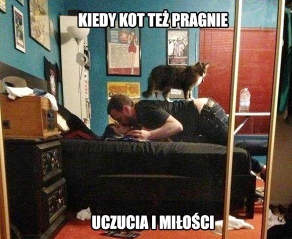 Kiedy kot też pragnie uczucia i miłości