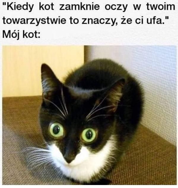 Kiedy kot zamknie oczy w Twoim towarzystwie, to znaczy że