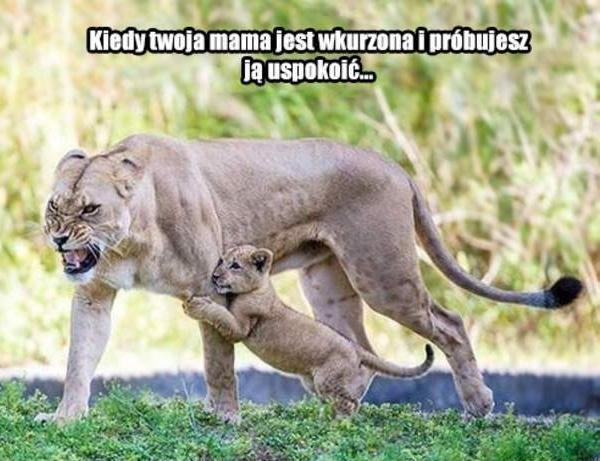 Kiedy mama jest wkurzona i próbujesz ją uspokoić