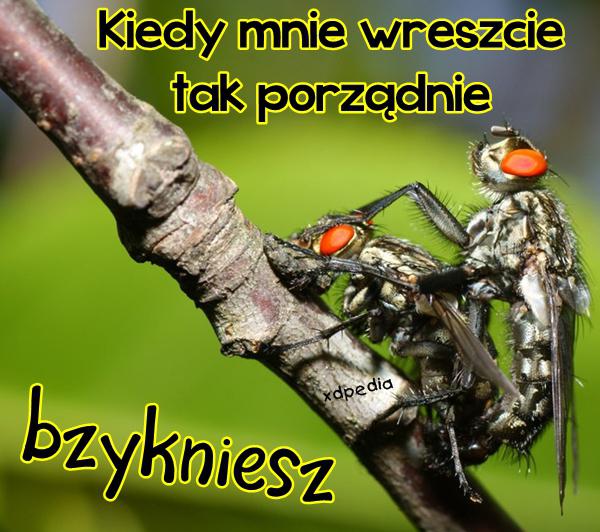 Kiedy mnie wreszcie tak porządnie BZYKNIESZ