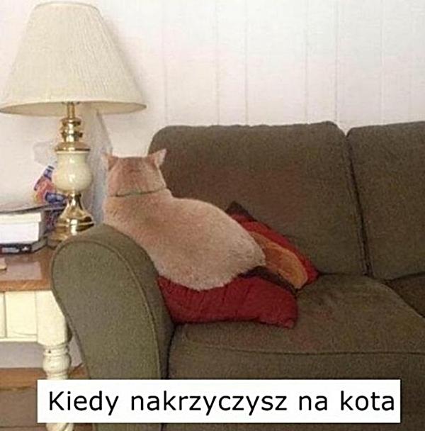 Kiedy nakrzyczysz na kota
